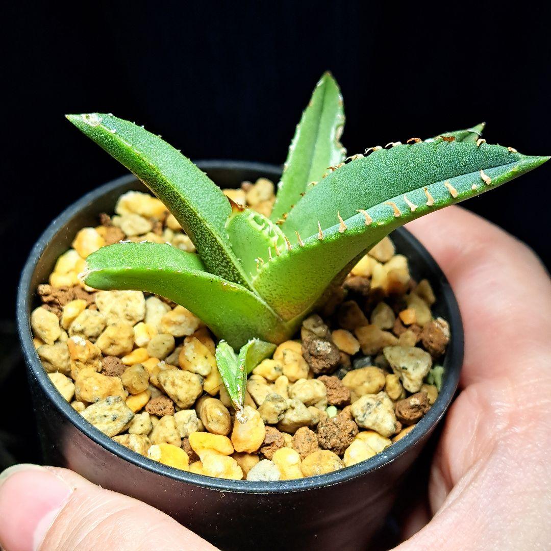 ★発根活着済安定株★鰐亀★　アガベ　チタノタ　スタッズ　鰐亀　②