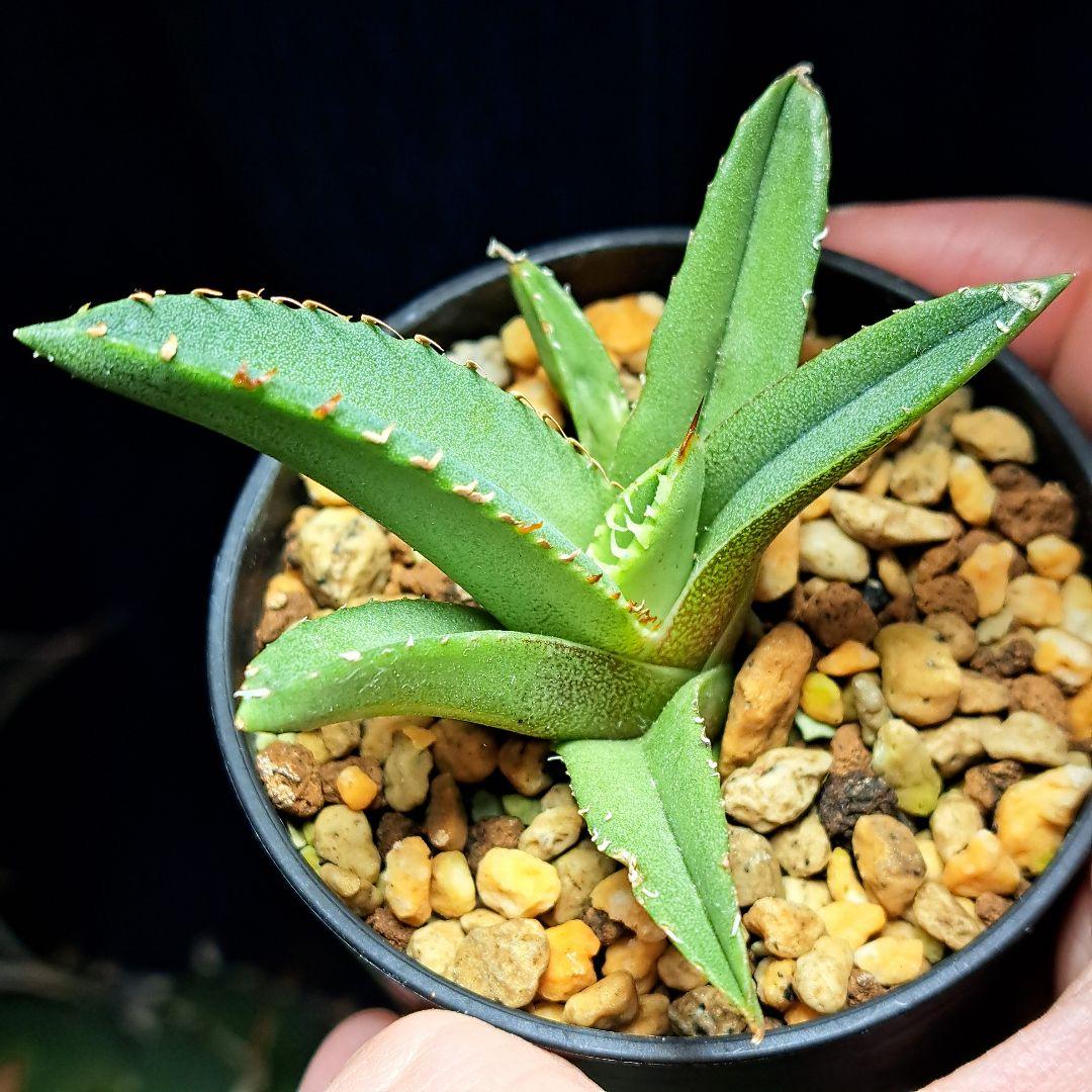 ★発根活着済安定株★鰐亀★　アガベ　チタノタ　スタッズ　鰐亀　②