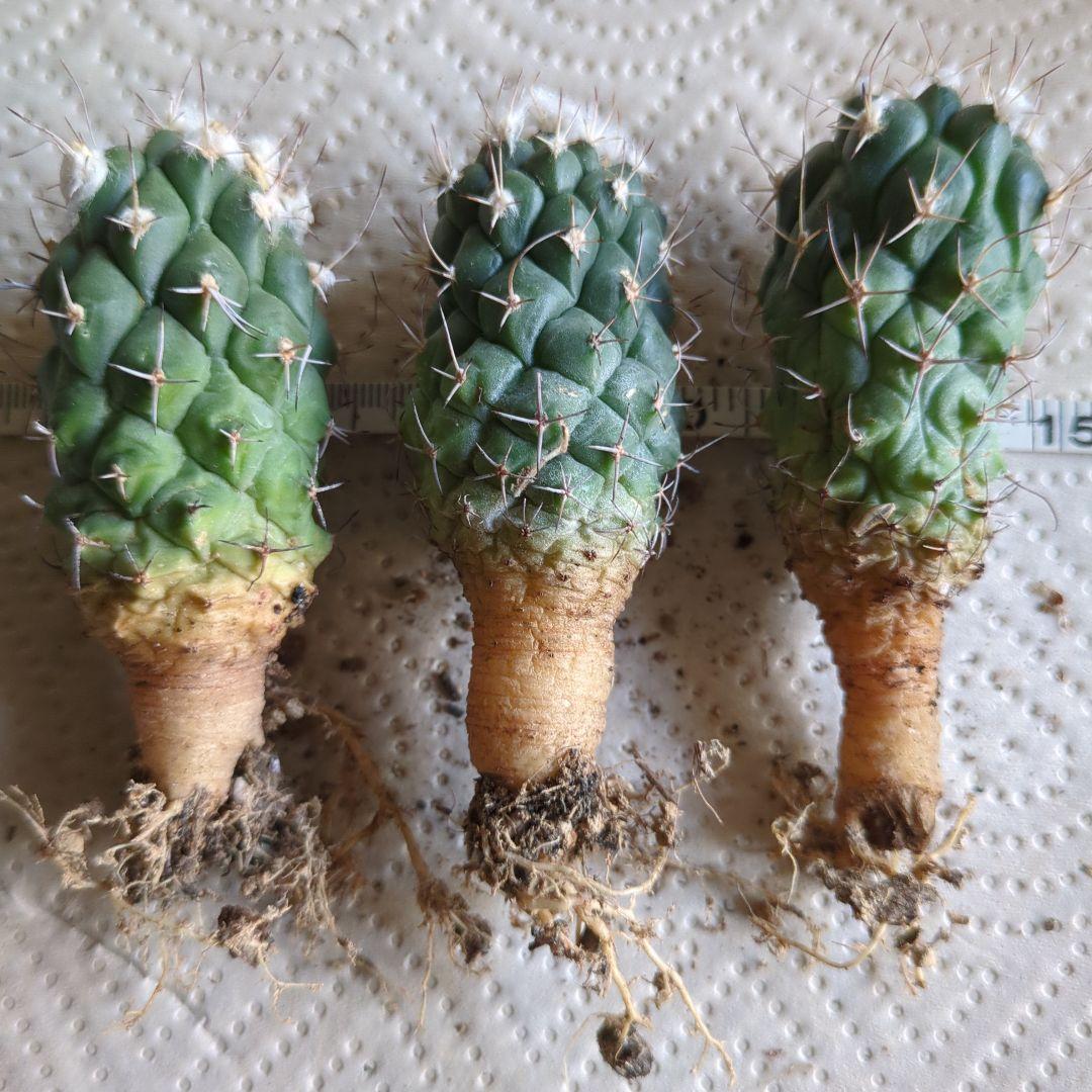 ツルビニカルプス　コウレイ玉　3株まとめて