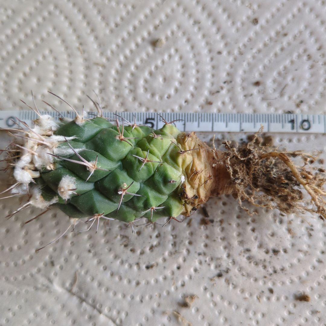 ツルビニカルプス　コウレイ玉　3株まとめて